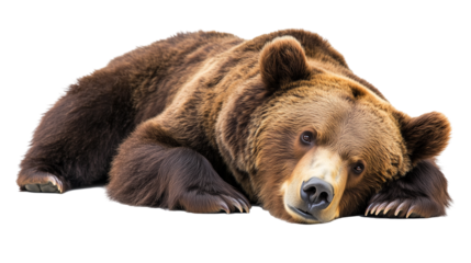 brown bear lying isolated on transparent background