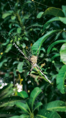 spider on a web