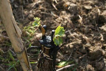 Young grapevine sprout growing in spring vineyard