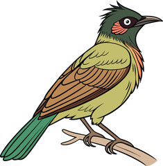 Vector Drawing of Bulbul bird 
