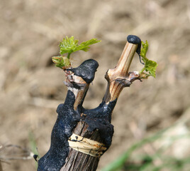 Grafted vine budding showing new growth in spring