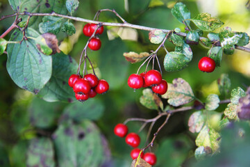 Red berries hanging from a branch in the sunlight