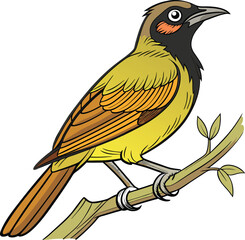 Vector Drawing of Bulbul bird 