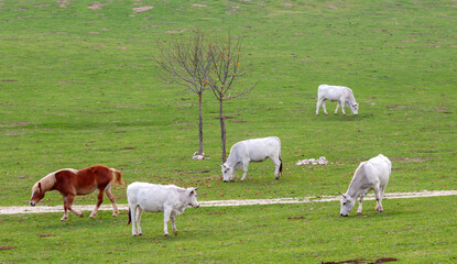 Fototapeta premium Haflinger horse walking and chianina cattle grazing in green pasture