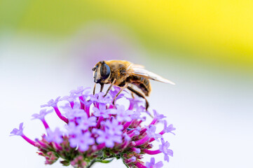 bee on flower