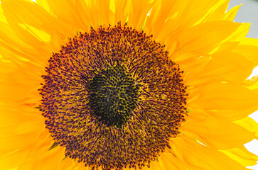 sunflower close up