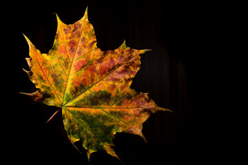 Autumn leave on a black background. Big maple leave with green, yellow and brown colors.