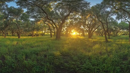 Fototapeta premium A panoramic view of a forest at sunset, with the sun shining through the trees and illuminating the lush green grass.