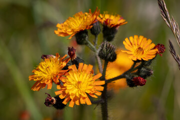 Orange Hawkweed, also known as Hieracium aurantiacum or Pilosella aurantiaca, is a plant that...