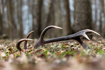 Shed antlers of a red deer in the forest, cervus elaphus,