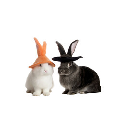 Obraz premium Two Rabbits Wearing Hats - One White with Orange Hat, One Gray with Black Hat