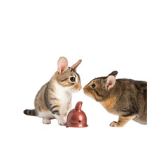 Obraz premium Two Rabbits Sharing a Toy