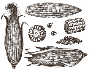 Corn vector set. Line sketch of whole corn cobs with leaves, pieces and kernels lying on the table. Old drawing in retro engraving style. Hand drawn realistic ink sketch.