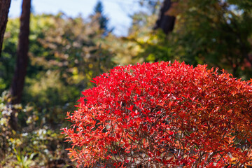 陽だまりの紅葉したつつじ