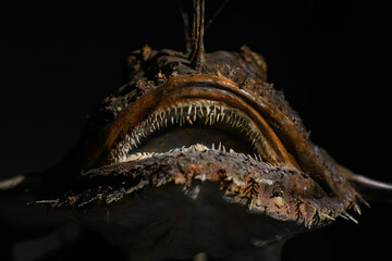 Close-up of the head of a monkfish.
