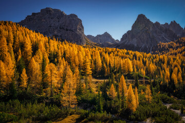 Gelbe Lärchen während dem Herbst in den Dolomiten in Südtirol, Italien