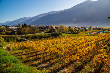 Swiss Alps vineyard in autumn