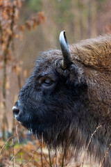 Bison - Bison bonasus. Portrait of a bison close up