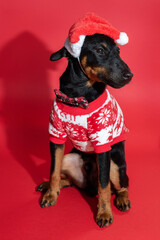 German Jagdterrier in New Year's clothes, close-up in the studio on a red background.