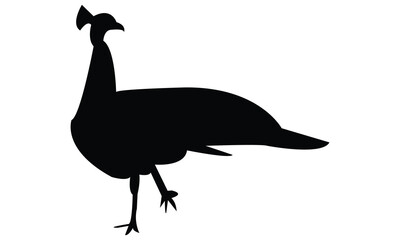 Peacock Silhouette And Vector Illustration. 