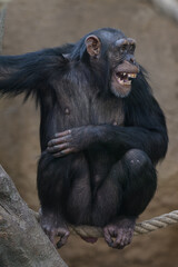 Female chimpanzee screaming in close-up.

