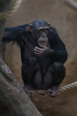 A female chimpanzee sits on a rope.
