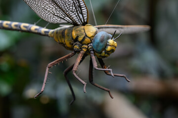 Full-size plastic model of a prehistoric dragonfly.
