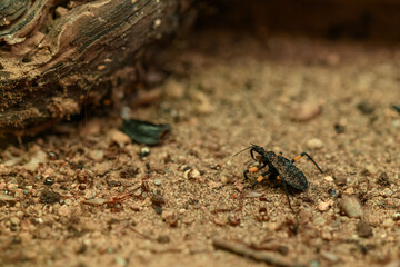 The insect beetle is holding a cricket.
