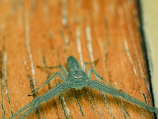 Green crab spider on a wooden desk, under macro photography