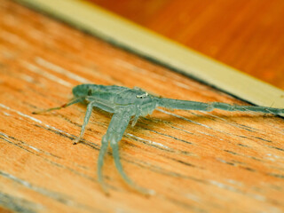 Green crab spider on a wooden desk, under macro photography