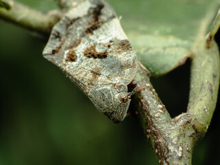 Scolypopa australis, commonly known as the passionvine hopper on a small branch