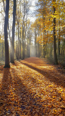 Obraz premium Sunlight streams through the trees of a forest path, illuminating the golden leaves on the ground.