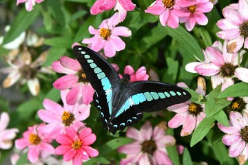 アオスジアゲハ