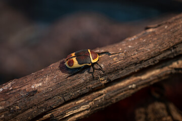 Goldilocks beetle on a branch.
