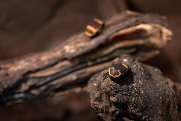 Goldilocks beetle on a branch.

