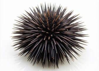 High-angle close-up of a solitary black sea urchin.