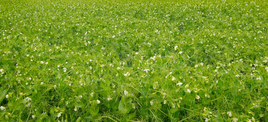 Green field with flowering peas. Natural background.