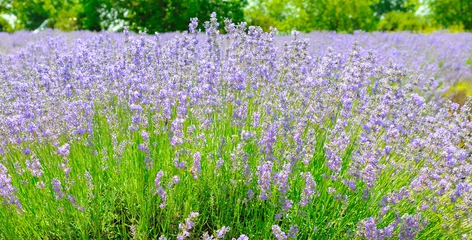 Fotobehang Purper Lavender fields. Beautiful image of lavender field. Summer landscape  © alinamd