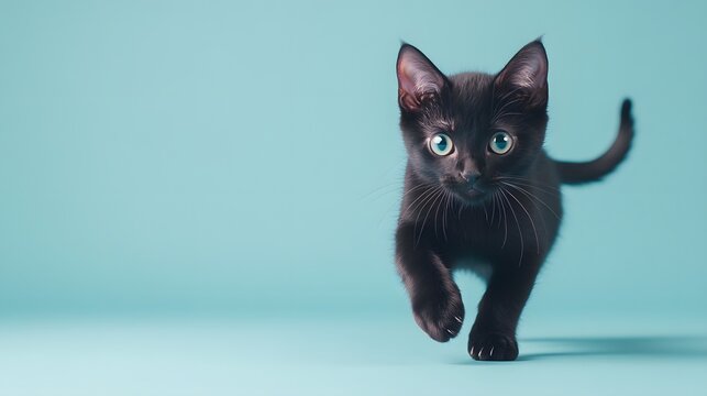 Full body shot. A black cat hopping forward with a curious expression, ears perked up, on a light blue background, 4k resolution, no background, no shadow