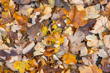 autumn background with dry and colorful leaves