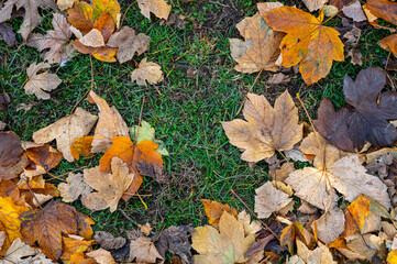 autumn background with dry and colorful leaves