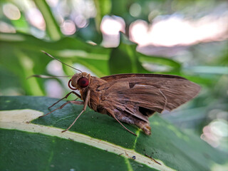 Close up of the banana leaf roller Butterfly or The Banana Skipper. Selective focus