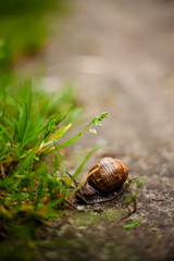 Close-up of a snail on the grass