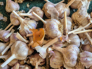 A close-up view of freshly harvested garlic bulbs with their skins. The vibrant colors and textures...