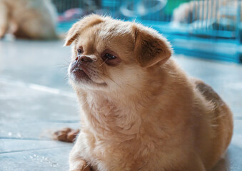 A shelter dog patiently waits for a loving home at an animal shelter.