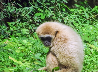 Lar Gibbon (Hylobates lar) monkey among green leaves in summer