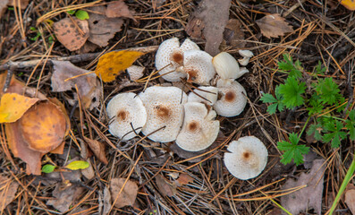 Bad mushrooms in the forest. Selective focus.