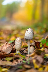 Umbrella mushrooms in the forest. Selective focus.