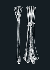 Lemongrass sketch. Kitchen spice drawing. Hand-drawn vector illustration. NOT AI generated