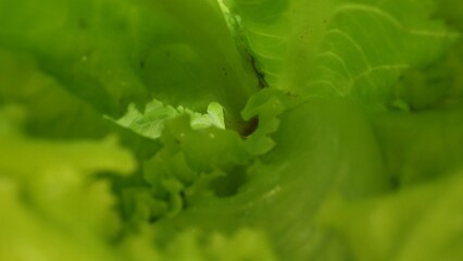 Macrography, fresh lettuce leaves stand out against a black background, creating a striking visual contrast. Each close-up shot captures the intricate details and textures of the lettuce. Comestible.